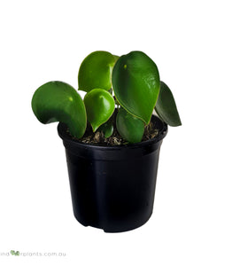 Peperomia Polybotrya