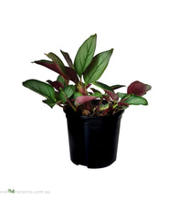 Load image into Gallery viewer, Ctenanthe Greystar
