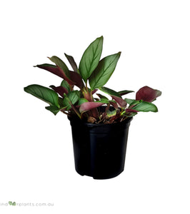 Ctenanthe Greystar