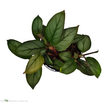 Load image into Gallery viewer, Ctenanthe Greystar
