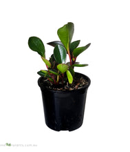 Load image into Gallery viewer, Peperomia Red Edge
