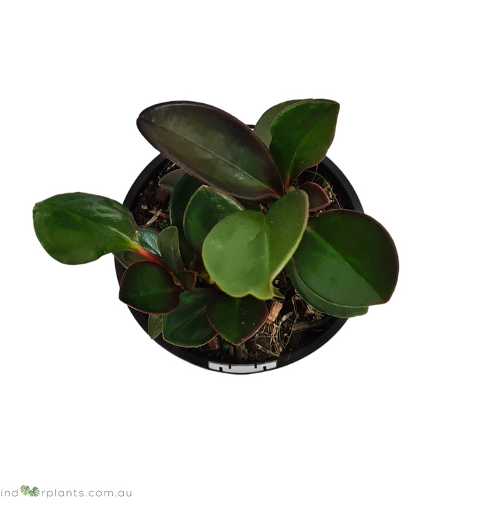 Peperomia Red Edge