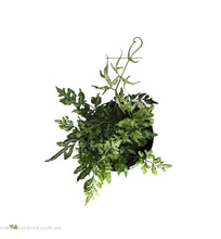 Load image into Gallery viewer, Pteris Fern Variegated
